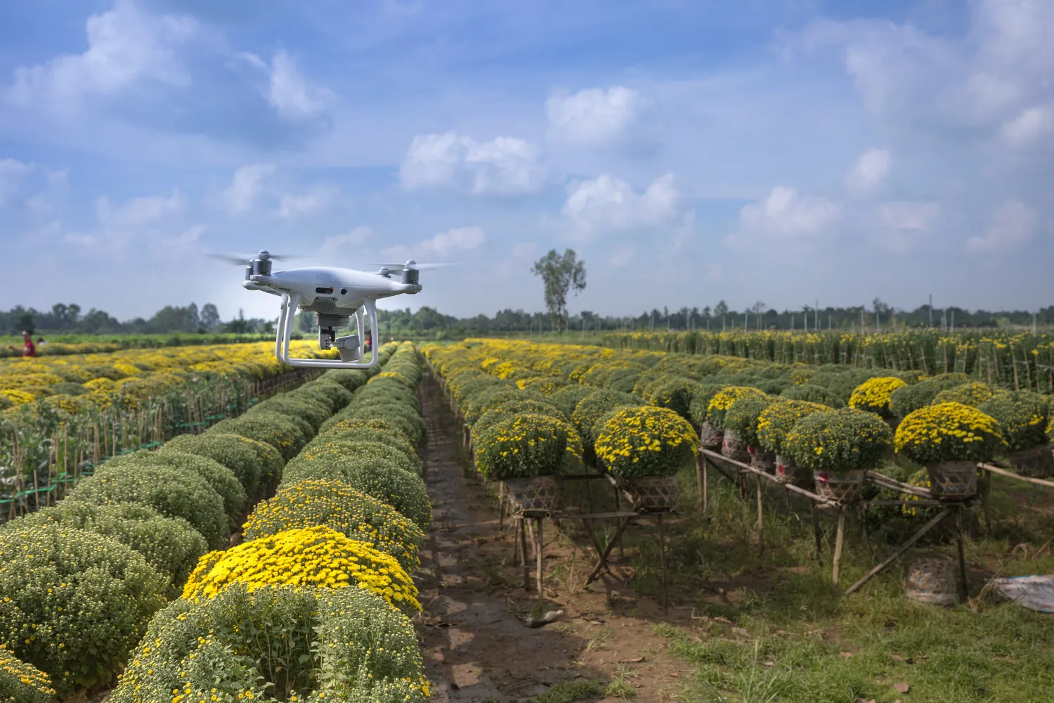 Enhancing Crop Production Through AI and Machine Learning Innovations