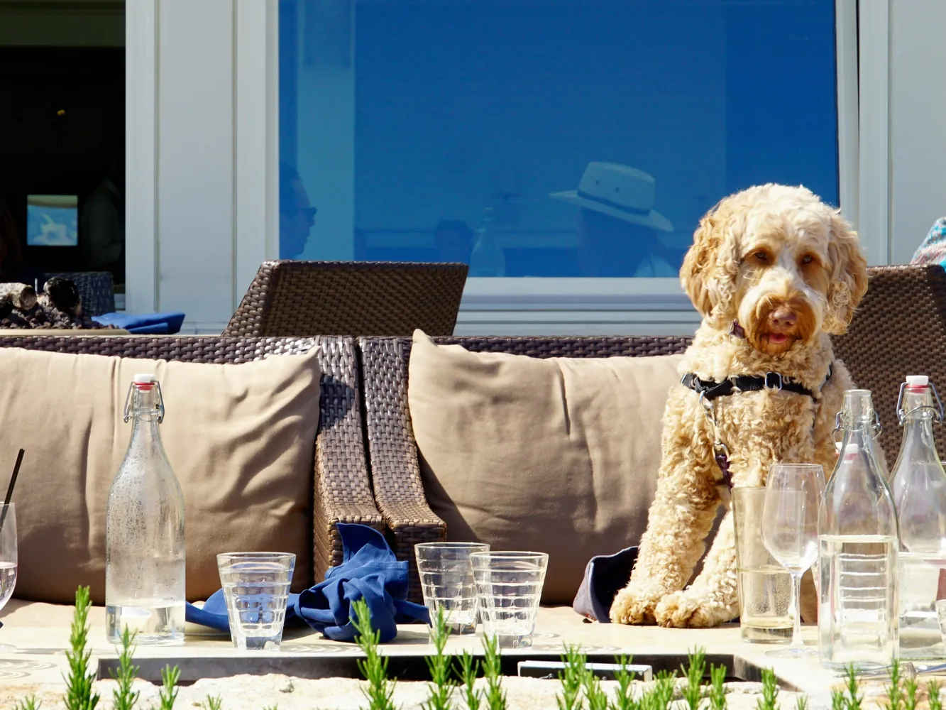 Revealing Upscale Pet Retreats that Redefine Comfort for Pets